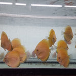 (DISCUS-35)Yellow Melon Discus 4.00-4.50 inch