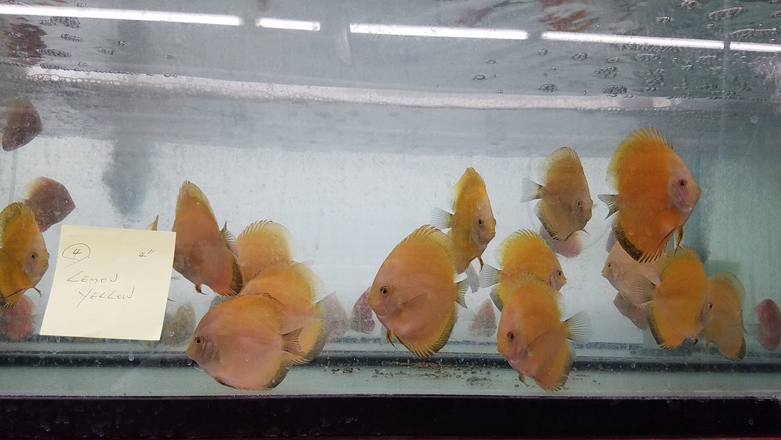 (DISCUS-35)Yellow Melon Discus 4.00-4.50 inch