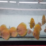(DISCUS-35)Yellow Melon Discus 4.00-4.50 inch