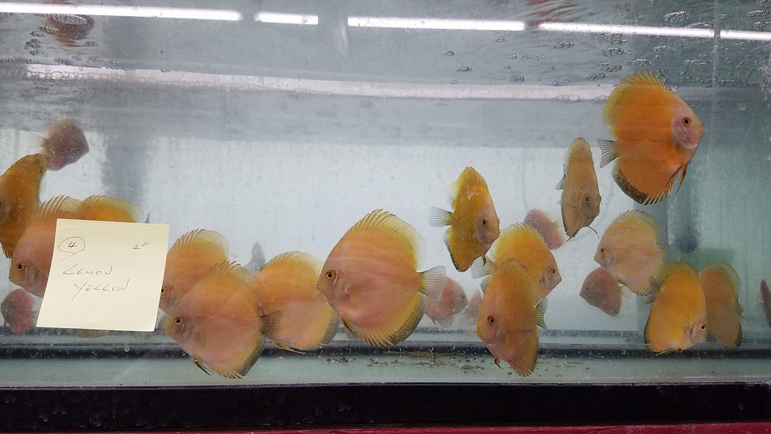 (DISCUS-35)Yellow Melon Discus 4.00-4.50 inch