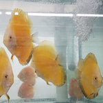 (DISCUS-35)Yellow Melon Discus 4.00-4.50 inch
