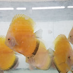 (DISCUS-35)Yellow Melon Discus 4.00-4.50 inch