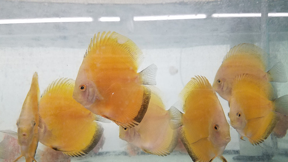 (DISCUS-35)Yellow Melon Discus 4.00-4.50 inch