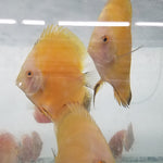 (DISCUS-35)Yellow Melon Discus 4.00-4.50 inch