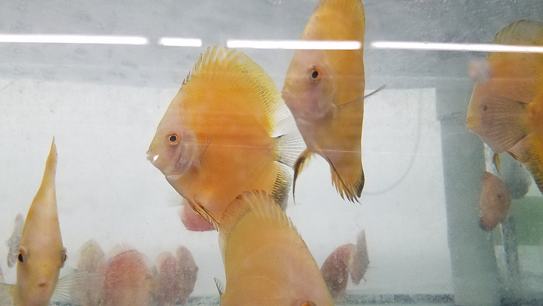 (DISCUS-35)Yellow Melon Discus 4.00-4.50 inch