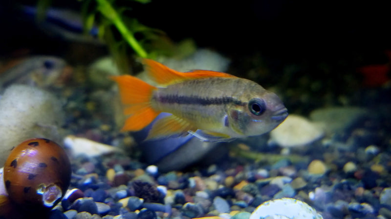 (TROP-314) ORANGE FLASH COCKATOO DWARF CICHLID (APISTOGRAMMA CACATUOIDES VAR. "ORANGE FLASH") #089 #090