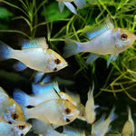 Electric Blue Ram (Mikrogeophagus ramirezi