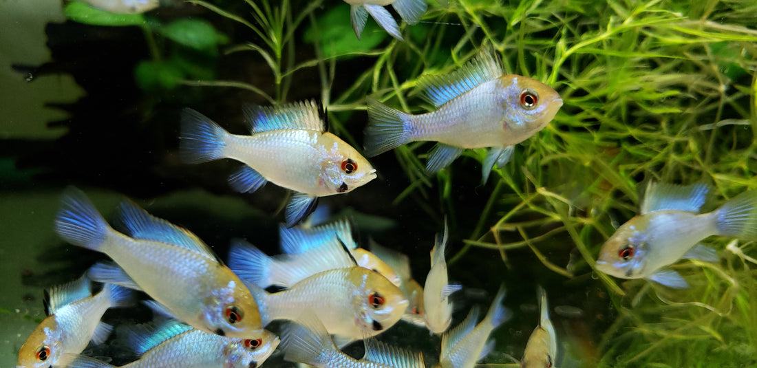 Electric Blue Ram (Mikrogeophagus ramirezi