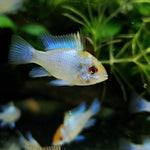 Electric Blue Ram (Mikrogeophagus ramirezi