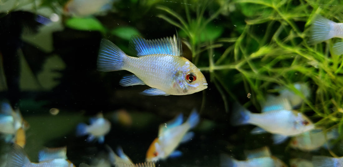 Electric Blue Ram (Mikrogeophagus ramirezi