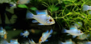 Electric Blue Ram (Mikrogeophagus ramirezi