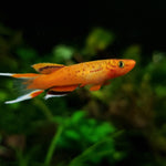Aphyosemion Australe Killifish (Gold) | LYRETAIL KILLI