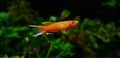 (TROP-217) U075 Aphyosemion Australe Golden Killifish (Aphyosemion australe)