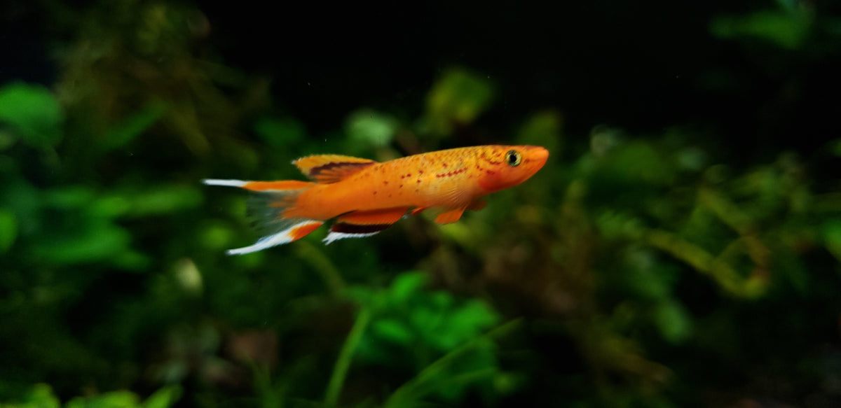 Aphyosemion Australe Killifish (Gold) | LYRETAIL KILLI
