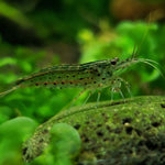 Amano Shrimp 