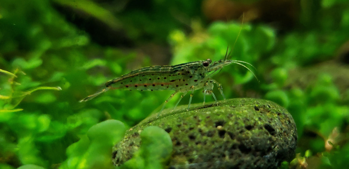 Amano Shrimp 