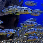 Insignus Cichlid (Protomelas sp. "spilonotus tanzania")