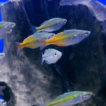 Live Freshwater Tropical Fish Bosemani Rainbowfish (Melanotaenia boesemani) 1.50-2.00 inch