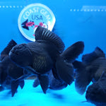 Live Fancy Goldfish Premium Select Our Choice Short Body SMALL BREED Black Thai Oranda GROW UP TO 2.5-3.5'' BODY (CGF-027)