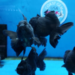 Live Fancy Goldfish Premium Select Our Choice Short Body SMALL BREED Black Thai Oranda GROW UP TO 2.5-3.5'' BODY (CGF-027)