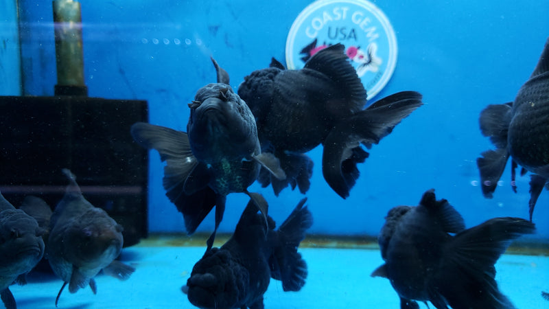 Live Fancy Goldfish Premium Select Our Choice Short Body SMALL BREED Black Thai Oranda GROW UP TO 2.5-3.5'' BODY (CGF-027)