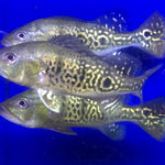 24 Karat Kelberi Peacock Bass (Cichla kelberi)