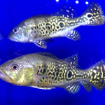 24 Karat Kelberi Peacock Bass (Cichla kelberi)