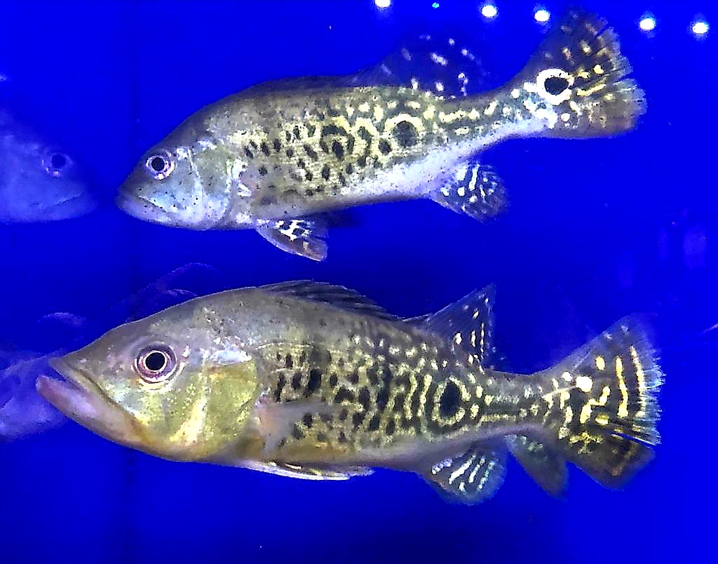 24 Karat Kelberi Peacock Bass (Cichla kelberi)