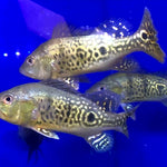 24 Karat Kelberi Peacock Bass (Cichla kelberi)