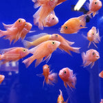Live Fish African Cichlid Strawberry Peacock (Aulonocara sp. Fire Fish) (CHD-132)U011