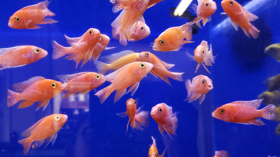 Live Fish African Cichlid Strawberry Peacock (Aulonocara sp. Fire Fish) (CHD-132)U011