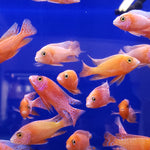 Live Fish African Cichlid Strawberry Peacock (Aulonocara sp. Fire Fish) (CHD-132)U011
