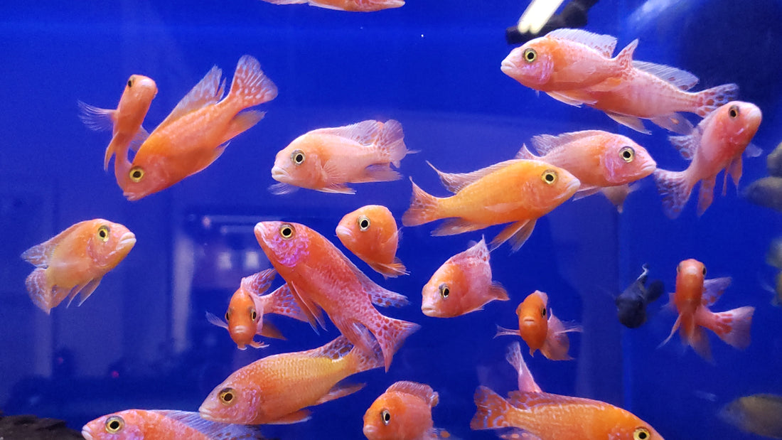 Live Fish African Cichlid Strawberry Peacock (Aulonocara sp. Fire Fish) (CHD-132)U011