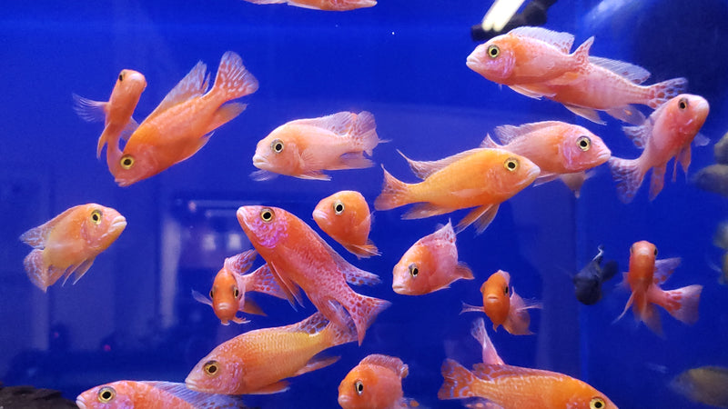 Live Fish African Cichlid Strawberry Peacock (Aulonocara sp. Fire Fish) (CHD-132)U011