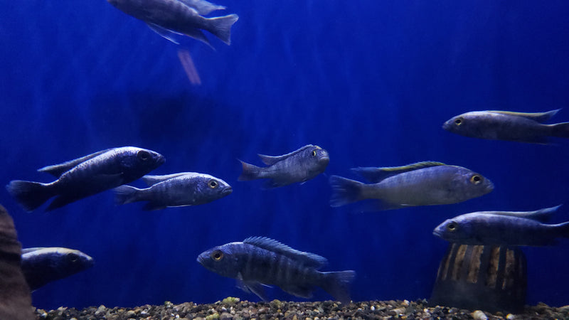 Live Fish African Cichlid Electric Blue Hap (Sciaenochromis Ahli)(CHD-124) U003