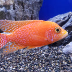 Live Fish African Cichlid Strawberry Peacock (Aulonocara sp. Fire Fish) (CHD-132)U011