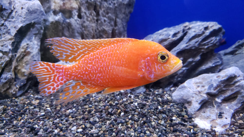 Live Fish African Cichlid Strawberry Peacock (Aulonocara sp. Fire Fish) (CHD-132)U011