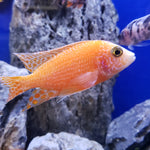 Live Fish African Cichlid Strawberry Peacock (Aulonocara sp. Fire Fish) (CHD-132)U011