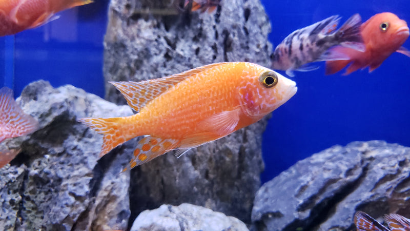 Live Fish African Cichlid Strawberry Peacock (Aulonocara sp. Fire Fish) (CHD-132)U011