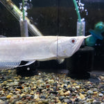 Albino Silver Arowana (Osteoglossum bicirrhosum)