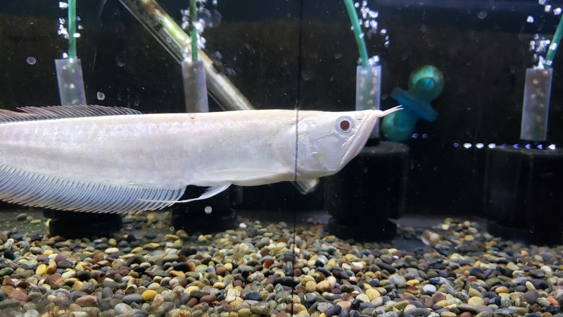 (TROP-311)Albino Silver Arowana (Osteoglossum bicirrhosum)