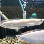 Albino Silver Arowana (Osteoglossum bicirrhosum)