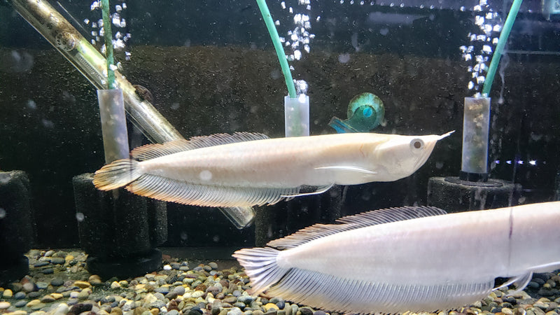 (TROP-311)Albino Silver Arowana (Osteoglossum bicirrhosum)