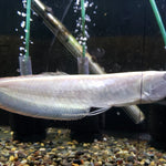 Albino Silver Arowana (Osteoglossum bicirrhosum)