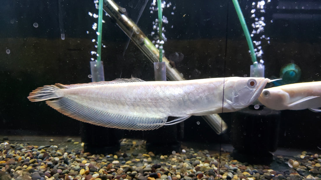 Albino Silver Arowana (Osteoglossum bicirrhosum)