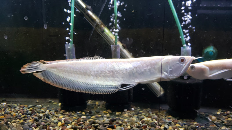 (TROP-311)Albino Silver Arowana (Osteoglossum bicirrhosum)