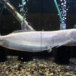 Albino Silver Arowana (Osteoglossum bicirrhosum)