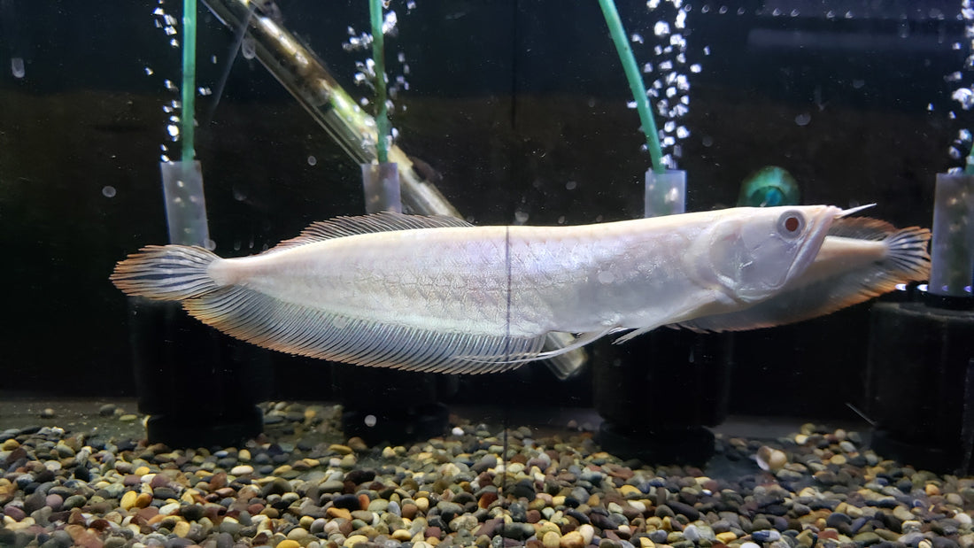 Albino Silver Arowana (Osteoglossum bicirrhosum)