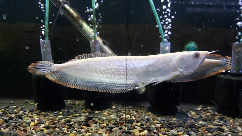 (TROP-311)Albino Silver Arowana (Osteoglossum bicirrhosum)