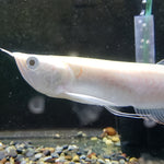 Albino Silver Arowana (Osteoglossum bicirrhosum)
